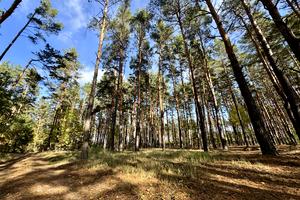 участок по адресу с. Здвижевка, Чубаря