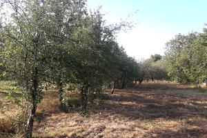 ділянка за адресою с. Лука-Мелешківська, Привокзальна