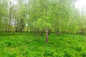 ділянка за адресою Левківська