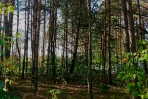 ділянка за адресою Лісова