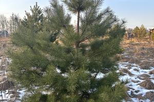 участок по адресу Васильківська, 22