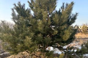 участок по адресу Васильківська, 22
