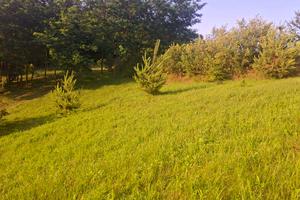 участок по адресу с. Лесники, Клубна, 33