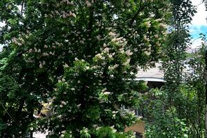 квартира за адресою Старопортофранківська вул., 105
