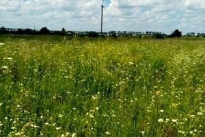 ділянка за адресою старе село