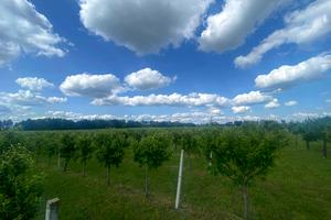 ділянка за адресою 