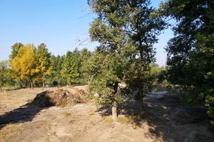 ділянка за адресою Перевіз вул. (Кубанська)