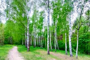 будинок за адресою Соснова