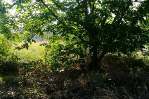 ділянка за адресою Черноморцев
