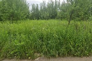 ділянка за адресою Хінчанка