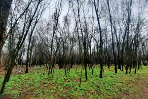 участок по адресу Городищанська