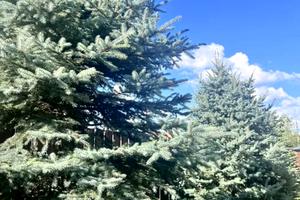 дом по адресу Бориспільський