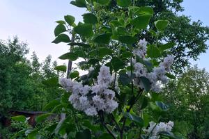 будинок за адресою Стефаника В, 41