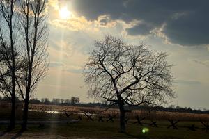 участок по адресу Центральна