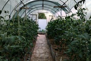 дом по адресу Центральная ул. (Чапаєва)
