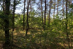 ділянка за адресою провулок Озерний