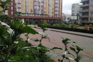 квартира за адресою Івана Сльоти вул., 49