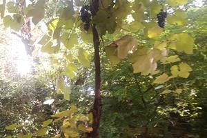 квартира за адресою Маразліївська вул., 1