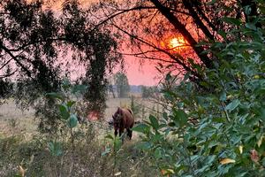 участок по адресу провулок новий, 9