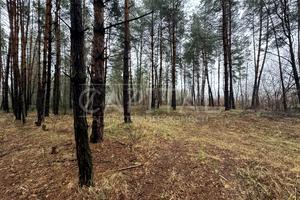 участок по адресу с. Плюты, 