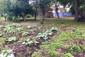 участок по адресу с. Стайки, Колгоспна, 32