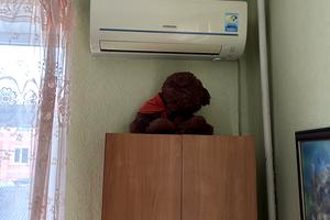 квартира за адресою Шульгіних вул., 9