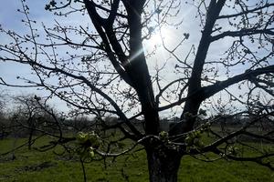 участок по адресу Весняна, 12