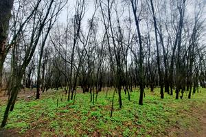 ділянка за адресою Польова