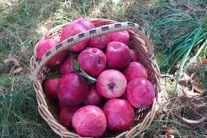 будинок за адресою Зелена