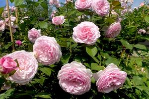 будинок за адресою Лесная, 249