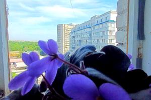 квартира за адресою Запорізьке шосе, 2-А