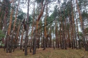 участок по адресу Васильков, 