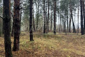 участок по адресу с. Плюты, 