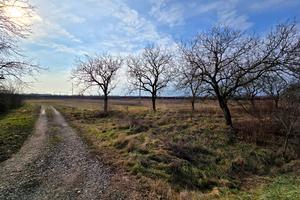 ділянка за адресою Головна