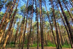 ділянка за адресою с. Ясногородка, 