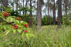 ділянка за адресою Антонія Михайловського вул., 10в