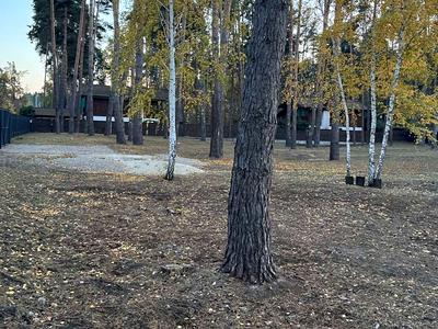 участок по адресу с. Романков, Сосновый Бор ул.