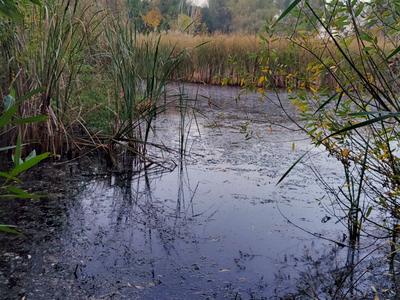 будинок за адресою с. Воронівка, Конєва, 93