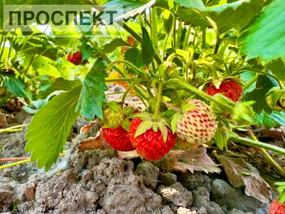 будинок за адресою Суми, Космічна вул., 2