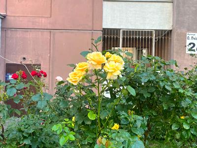 квартира за адресою Олени Пчілки вул., 2-Б