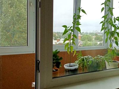 квартира за адресою Галини Мазепи вул. (Софії Ковалевської), 74