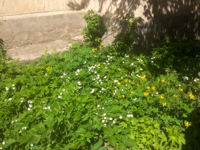 будинок за адресою Залізна вул., 50