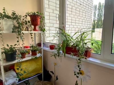 квартира за адресою Новопирогівська вул., 19