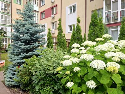 квартира по адресу Сергея Колоса ул., 1-Б