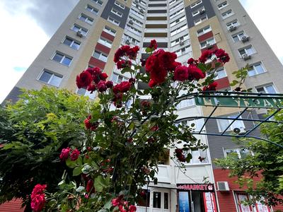 квартира за адресою Юлії Здановської вул. (Ломоносова), 81-Б