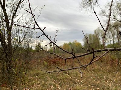 ділянка за адресою с. Новоселівка, 