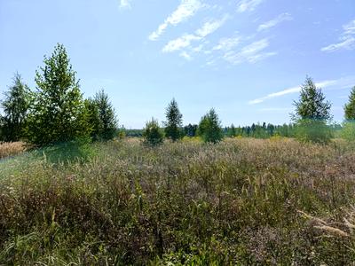 ділянка за адресою с. Лісові Гринівці, Центральна вул.