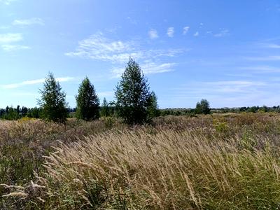 ділянка за адресою с. Лісові Гринівці, Центральна вул.