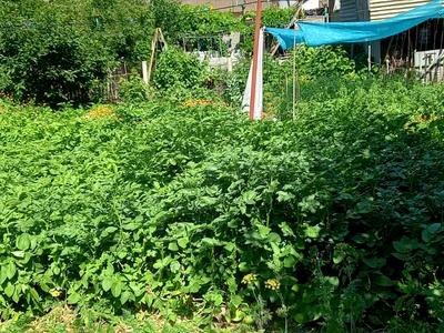 дом по адресу Балтская дорога ул., 25
