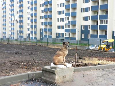 квартира за адресою Перемоги просп., 86А